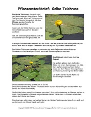 Steckbrief-Gelbe-Teichrose.pdf